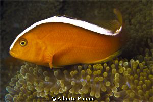 Portrait of Anphiprion sandaracinos. by Alberto Romeo 